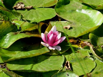 favorite place: Maribor botanic garden 6