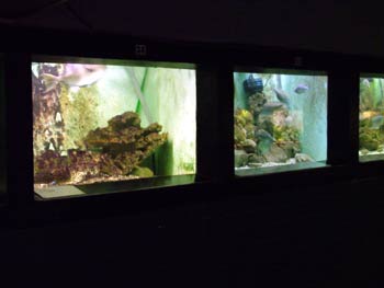 The Aquarium's fish tanks