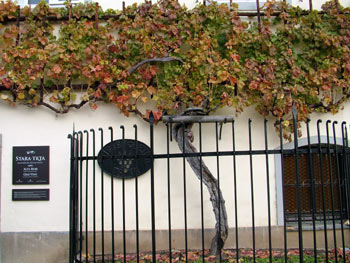 Maribor - the oldest vine in the world