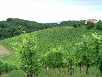 Vineyards around Maribor