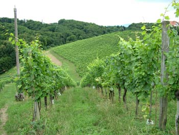 Tourist farm Bracko vineyards