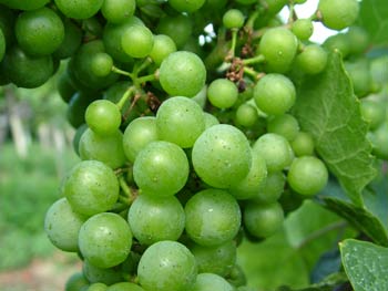 Bracko tourist farm grapes