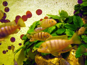 Tropical fish in Maribor Aquarium