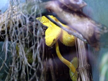 Maribor Aquarium Terrarium - snakes