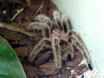 Maribor Aquarium Terrarium - spiders