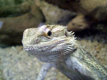 Maribor Aquarium Terrarium - lizzard