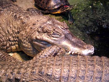 Maribor Aquarium Terrarium - crocodiles