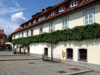 Maribor city guide - Old vine